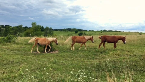 Three horses Stock Footage 89137916