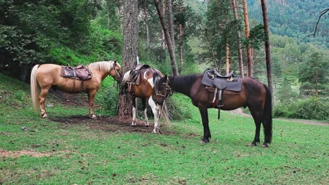 Three Horses Stock Footage 151956431