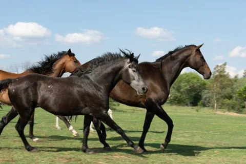 Three Horses Galloping Stock-Fotos