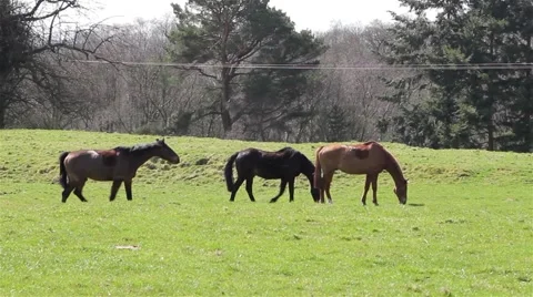 Three Horses in Gently Walking Field with Trees - English Countryside Stock-Footage 49069946