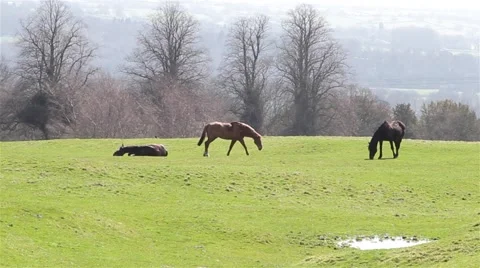 Three Horses in a Grass Field with Trees, One Lies Down - English Countryside Stock-Footage 49069953