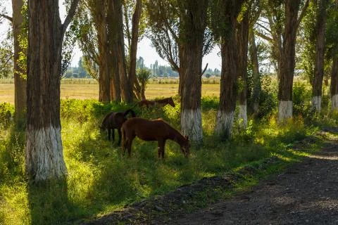 Three horses graze between trees near the road Stock Photos