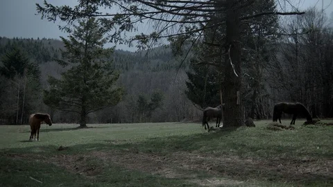 Three horses graze Video stock 98943384