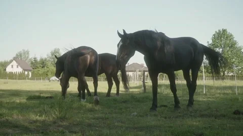 Three horses graze in a levada surrounded by an electric shepherd. Stock Footage 275520013