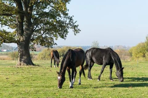 Three horses graze in the meadow. Three beautiful horses. Stock Photos