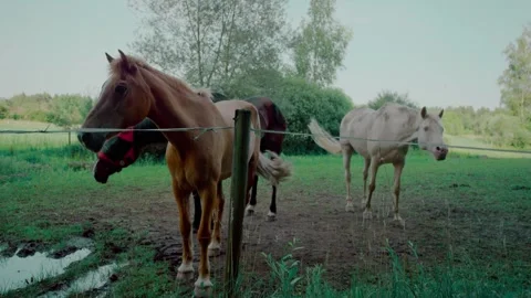 Three Horses Grazing Behind Wire Fence on Pasture, Wide Static Shot Vídeo Stock 341448441