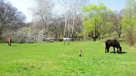 Three horses grazing on the field 動画素材 49311301