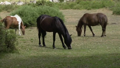 Three horses grazing in the field Video stock 73022048