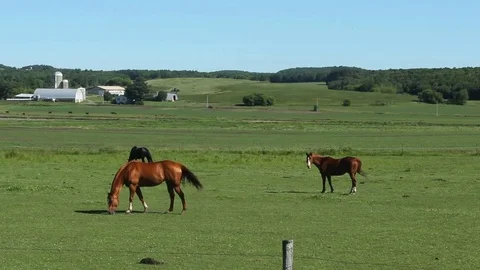 Three horses grazing Stock Footage 77730846