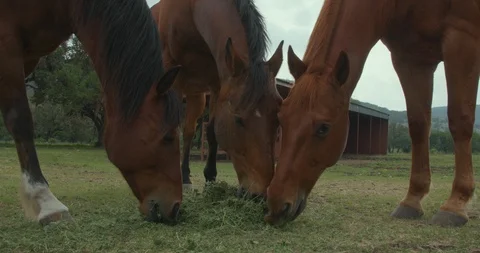 Three Horses Grazing Stock Footage 95495028