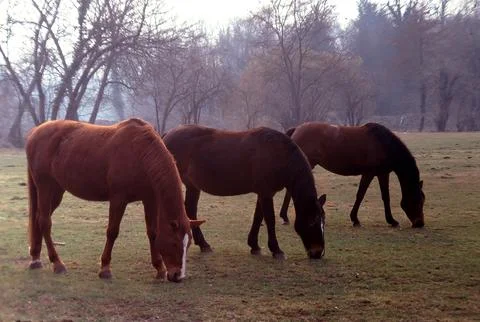 Three horses grazing grass Stock Photos