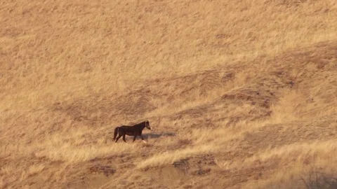 Three horses grazing on a hillside Video stock 79411206