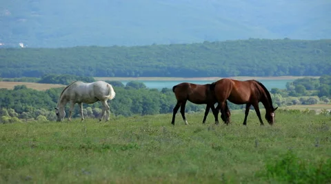 Three Horses Grazing On Meadow Stock-Footage 63258415