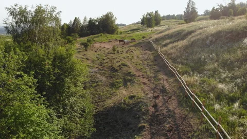 Three horses grazing in the paddock. Stock Footage 116411675
