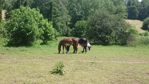 Three horses grazing sappy grass in green lawn at a birch forest in spring Stock Footage 110758561