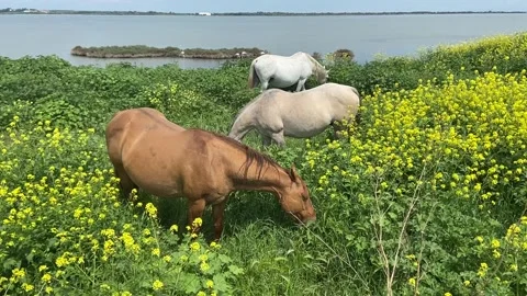 Three horses grazing in spring meadow near water Stock-Footage 340640120