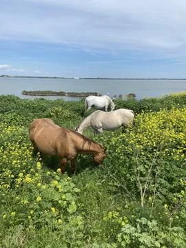 Three horses grazing in spring meadow near water Stock-Fotos
