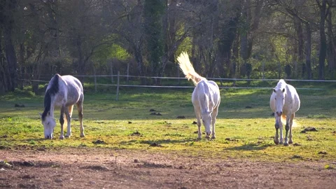 Three Horses Grazing in Sunset Light Stock Footage 234929853