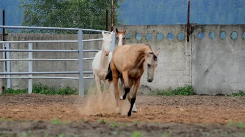 Three horses having fun Video stock 64630124