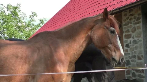 Three horses with the head outside of the stable Stock Footage 76359247