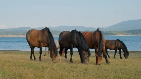 Three horses from herd of horses stand on green meadow, calmly eat grass 스톡 동영상 123381609