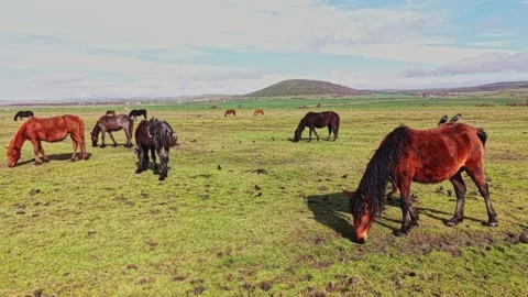 Three Horses in a Line Grazing in Field Video stock 338221337