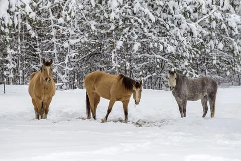 Three horses looking at the camera. Stock Photos