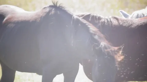 Three horses in a meadow, flies Stock Footage 79632726