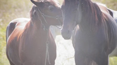 Three horses in a meadow, flies Stock Footage