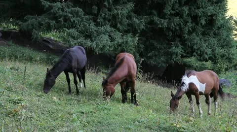 Three horses on a meadow Video stock 11660578
