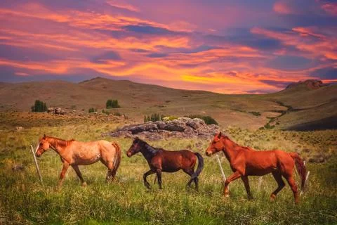 Three Horses on a meadow Stock Photos