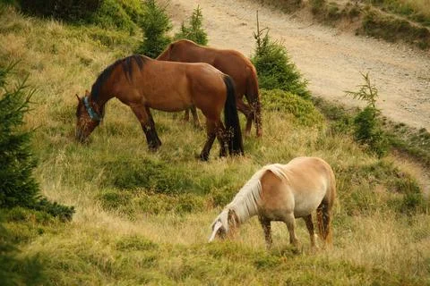 Three horses in a meadow Stock Photos