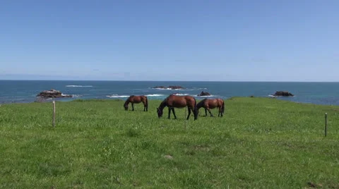 Three horses near ocean Stock Footage 24247640