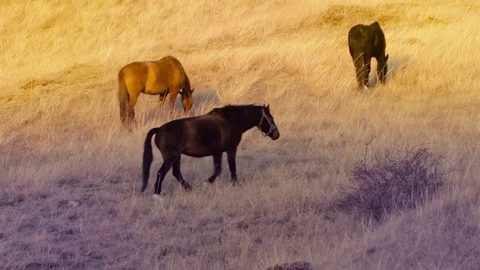 Three horses in the pasture Stock Footage 79410836