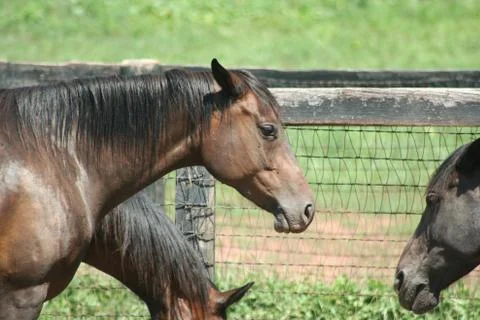 Three horses Stock Photos