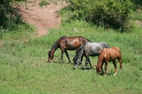 Three horses Stock Photos