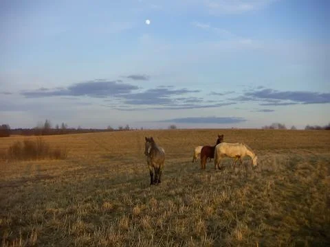 Three Horses Stock Photos