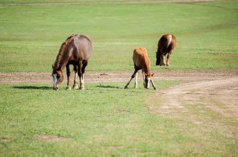 Three horses Stock Photos