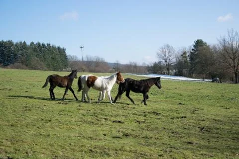Three horses Foto stock