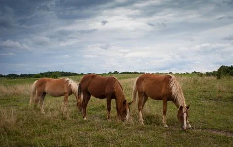 Three horses Stock Photos