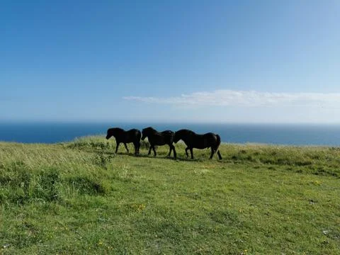 Three Horses Fotos Stock