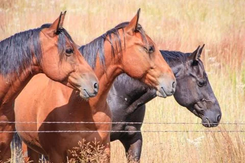 Three Horses Stock Photos