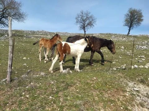 Three horses Stock Photos