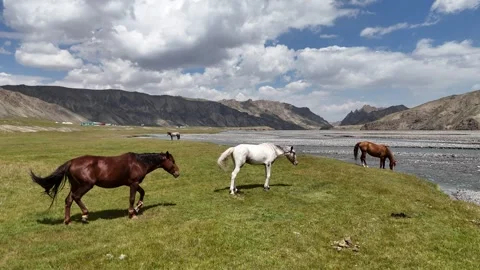 Three horses playing on a mountain meadow near a river in Kyrgyzstan. Stock Footage 321054663