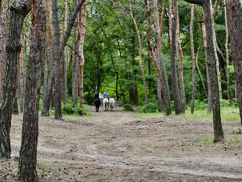 Three horses ride in the pine tree green forest, walking Stock Photos