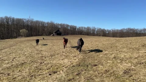 Three horses running towards the camera in a paddock on a sunny day Video stock 201721991