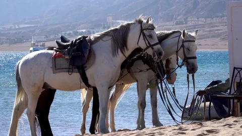 Three horses on a sandy beach Stock Footage 100284672