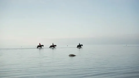 Three horses in the sea, walking, handheld, wide shot Stock Footage 162133985
