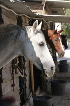 Three horses in a stable, Greece Stock Photos