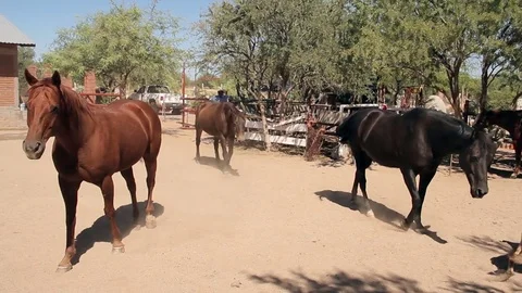 Three horses in stable in ranch of Sonora Stock Footage 81768351